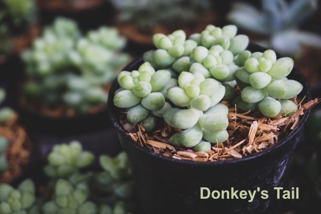 Donkey's Tail Plants in Pot donkey's tail, sedum morganianum