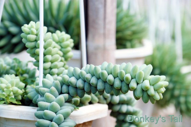 Donkeys Tail Burros Tail Sedum Morganianum Succulent Care Ideas