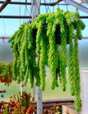 Donkey's Tail Plant donkey's tail, burro's tail, sedum morganianum