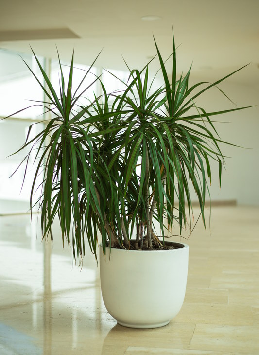Dracaena