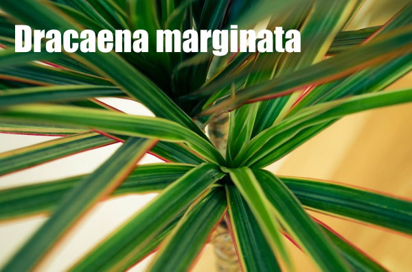 dracaena marginata, драконово дерево