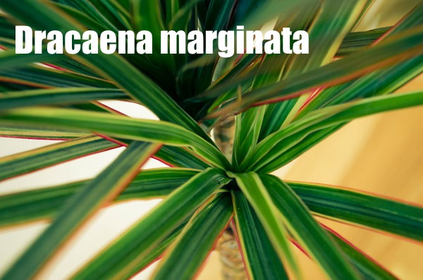 Dracaena Marginata Leaves dracaena marginata, dragon tree