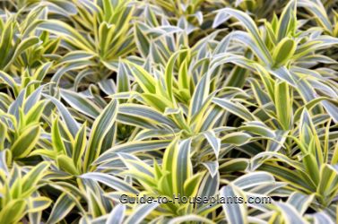 dracaena reflexa zorg, pleomele, lied van india