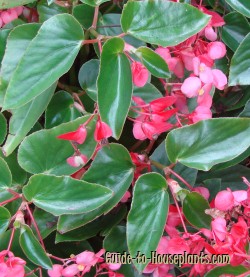 Dragon Wing Begonia House Plants - Care for Growing Begonias