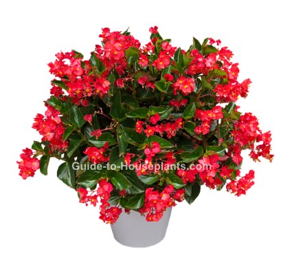 Dragon Wing Begonia House Plants - Care for Growing Begonias