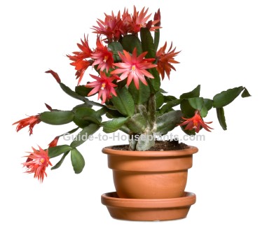 easter cactus, easter cactus plant