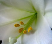 easter lily, white easter lily