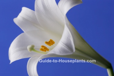 easter lily care, white easter lily, lilium longiflorum