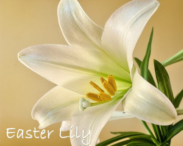 easter lily care, white easter lily, lilium longiflorum