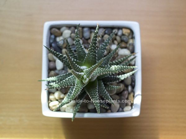 haworthia, haworthia care, growing haworthia indoors, haworthia houseplant