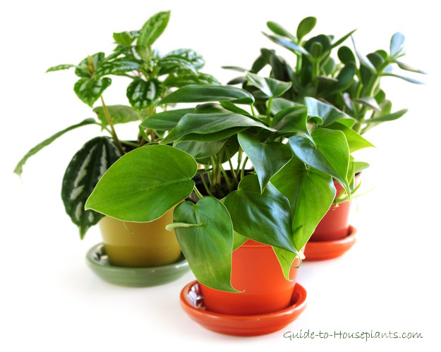 Three Easy House Plants Easy Houseplants
