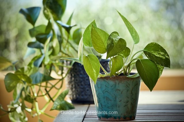 Easy House Plants To Grow Best Indoor For Beginners Easy Houseplants