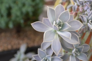 Echeveria Plant echeveria, succulent house plants