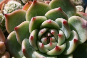 Echeveria Echeveria care