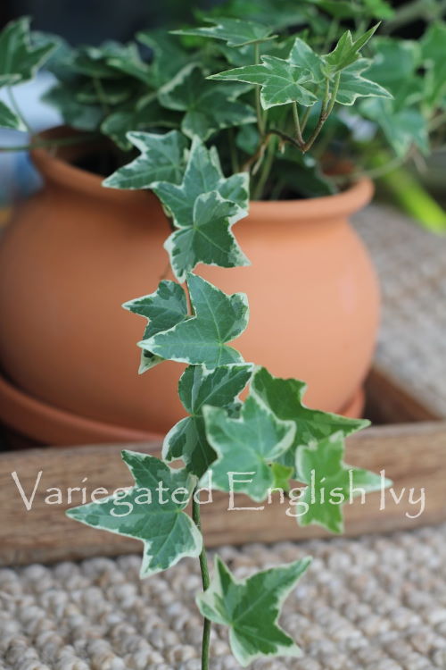 English Ivy Plant Care Grow Hedera Helix As A Houseplant,Chicken Satay Recipe