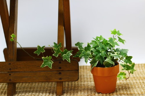 Variegated English Ivy Glacier, Hanging Plants