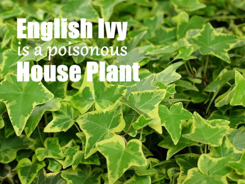 poisonous house plant