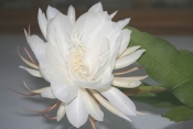 Epiphyllum oxypetalum, epiphyllum orchid cactus, orchid cactus