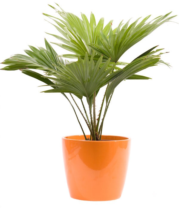 European Fan Palm Growing in Pot European Fan Palm Orange Pot