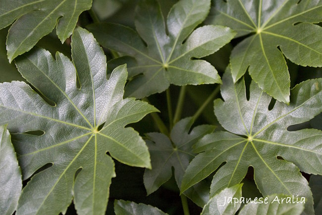 japanese aralia, fatsia japonica