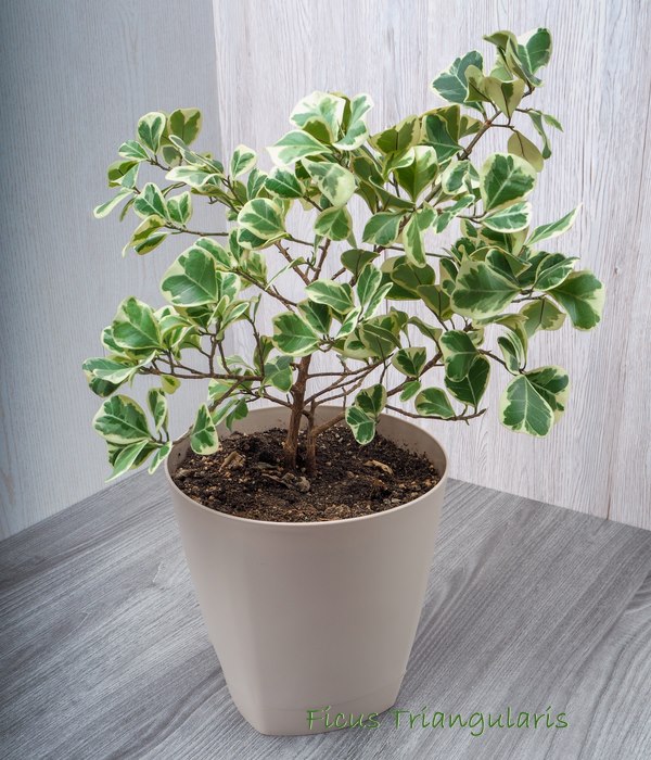 Ficus Triangularis 'Variegata' is Attractive and Simple-to-Develop ...