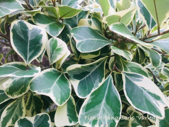 Ficus Triangularis 'Variegata' ficus triangularis