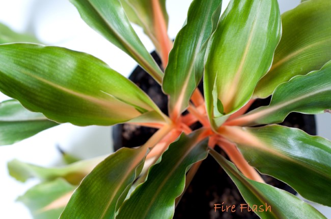 Огненно-вспышечное растение, хлорофитум орхидейструм