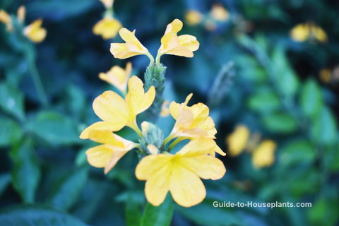 цветок петарды, Crossandra infundibuliformis, цветущее комнатное растение