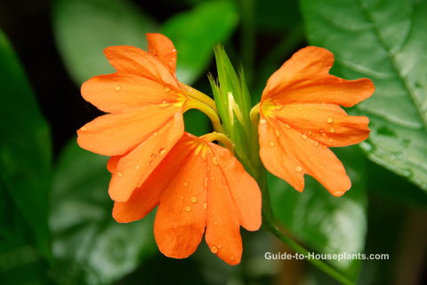 цветок петарды, Crossandra infundibuliformis, цветущее комнатное растение