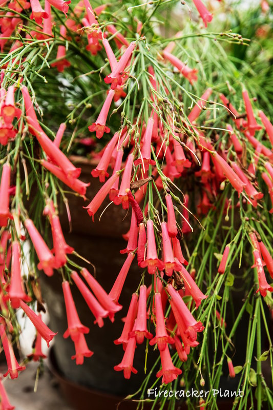 Firecracker Plant Care How to Grow Russelia equisetiformis