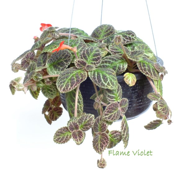 Is Flame African Violet Or Flame Violet Toxic for Cats? 