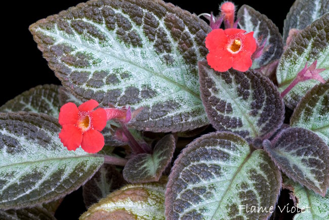 Flammenviolett, Episcia cupreata, blühende Zimmerpflanze