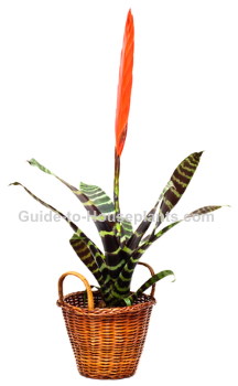 Flaming Sword bromeliad plant, flaming sword, vrya splendens