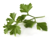 Flatleaf Parsley flatleaf parsley