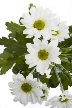 florist chrysanthemum, chrysanthemum morifolium, chrysanthemums, indoor mums, chrysanthemum varieties