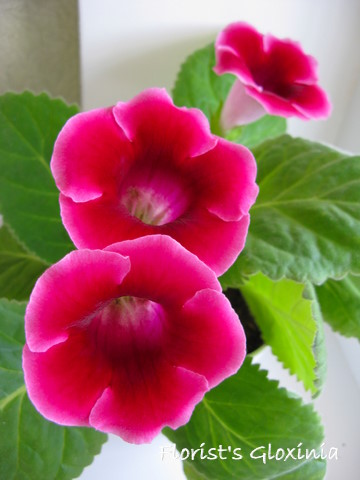 Pink Gloxinia Flowers gloxinia houseplant, sinningia speciosa