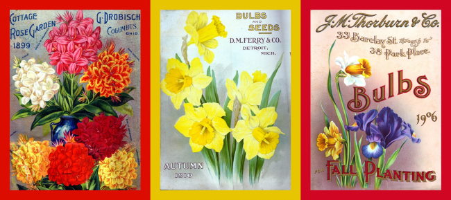 Flower Bulb Catalogs Bulbs For