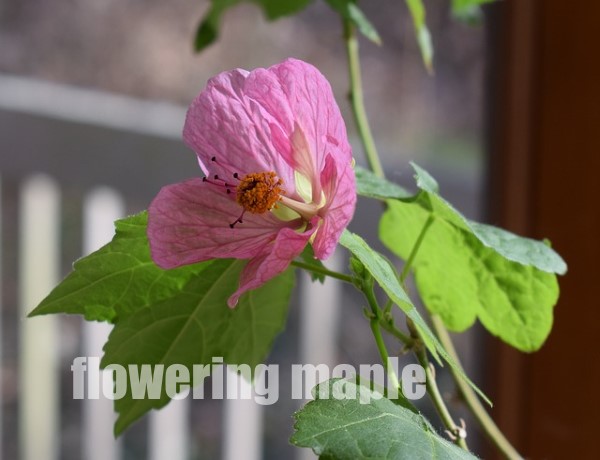 flowering maple, abutilon