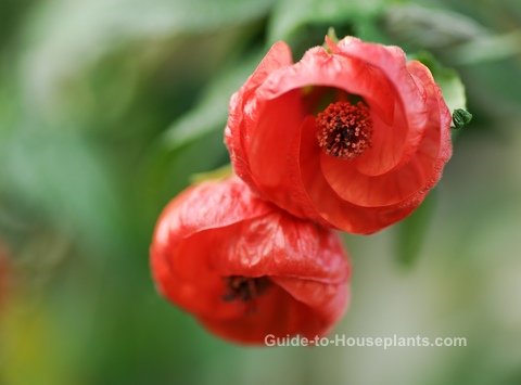 꽃이 피는 단풍나무,단풍나무 꽃 식물,중국 랜턴 식물,어저귀 hybridum