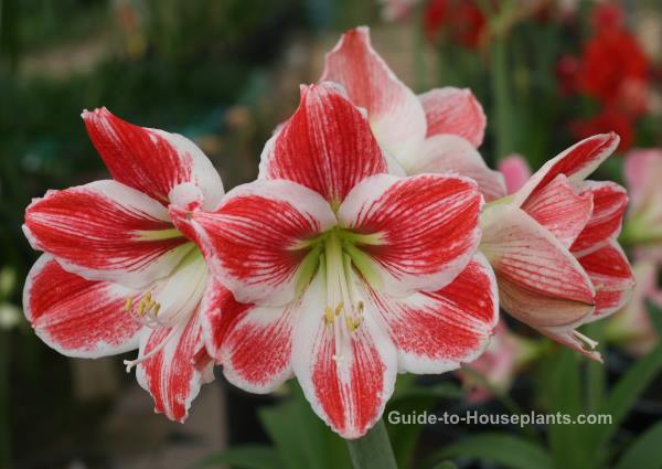 Amaryllis Flowers christmas plants, amaryllis, christmas flowers