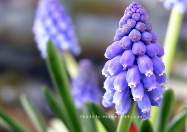 forcing bulbs indoors, forcing grape hyacinths, how to force grape hyacinth