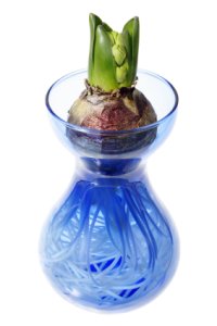 Hyacinth Flower How To Force Hyacinth Bulbs Indoors