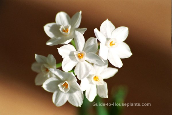 forcing bulbs indoors, forcing paperwhites, growing paperwhites