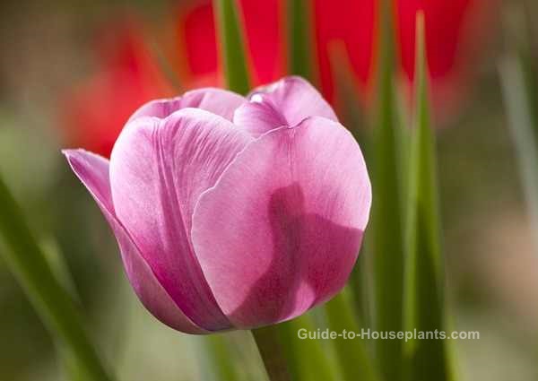 forcing bulbs indoors, forcing tulips