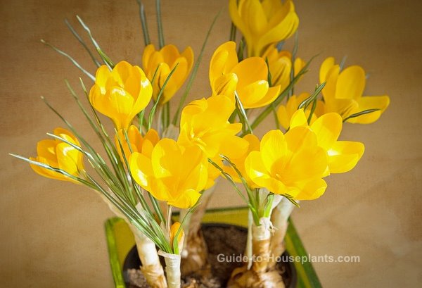 forcing bulbs indoors, forcing crocus, crocus flowers, how to grow force crocus