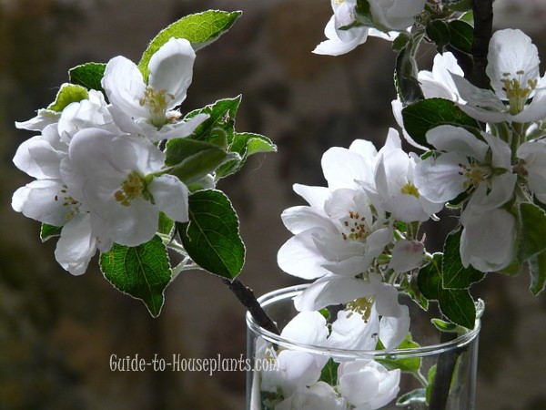 Forcing Branches Indoors – Tips on how to Pressure Branches into Bloom Forcing Branches Indoors – Tips on how to Pressure Branches into Bloom