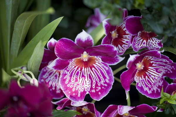 Fragrant orchids sales