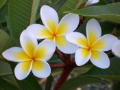 frangipani flowers, fragrant plumeria, plumeria picture