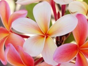 pink frangipani, picture of plumeria