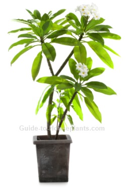 Growing Plumeria Care Tips For Frangipani Tree